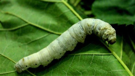 china silkworm eating mulberry leaves